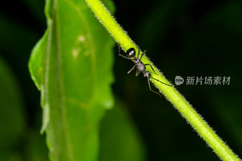 蚂蚁在绿色植物枝干上爬行的微距画面