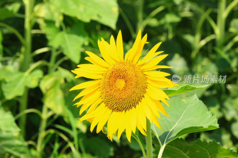 阳光下的向日葵花朵