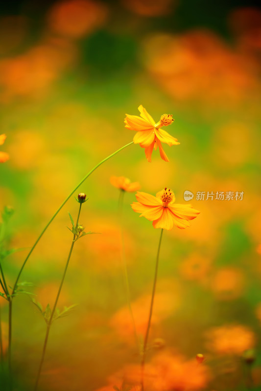 唯美的格桑花意境花朵