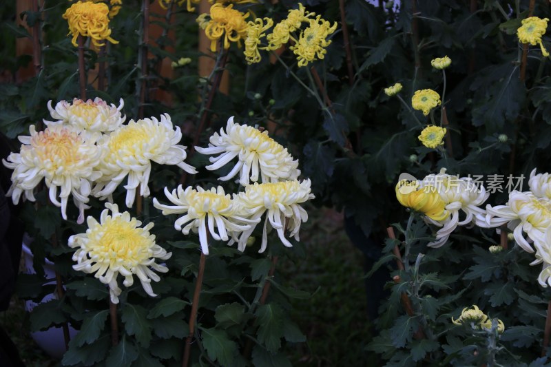 白色菊花 线菊 丝菊 黄色菊花 