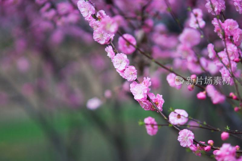 公园绿化花卉榆叶梅