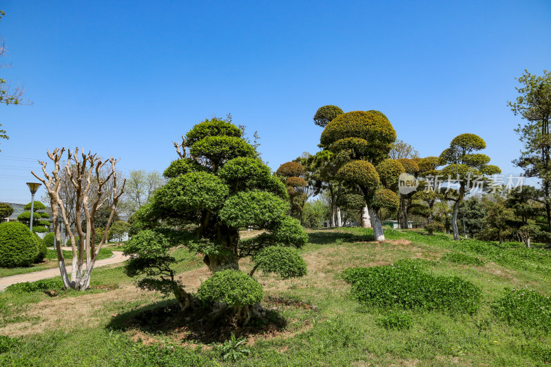 晴朗空旷的武汉府河郊野公园