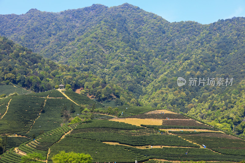 中国杭州龙坞春天里的茶园风光