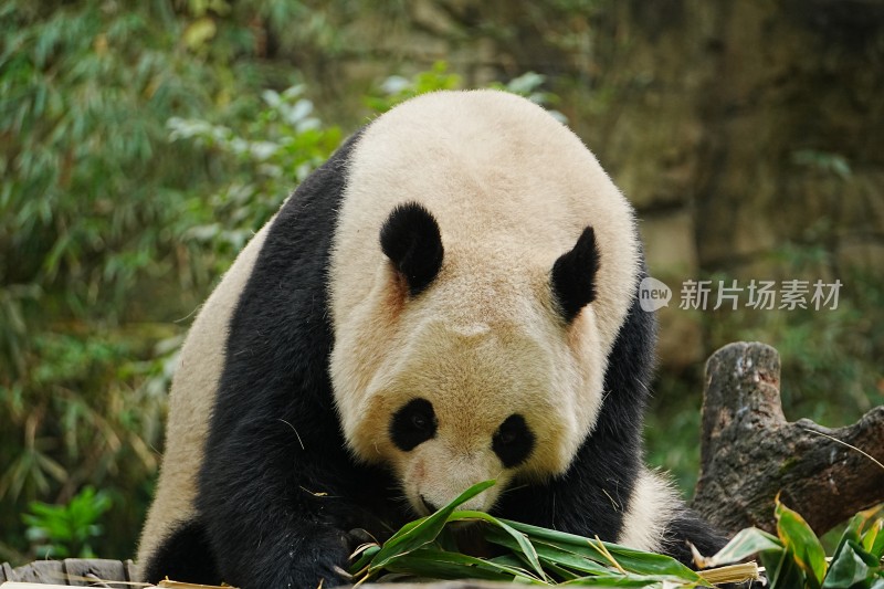 大熊猫在树林中进食