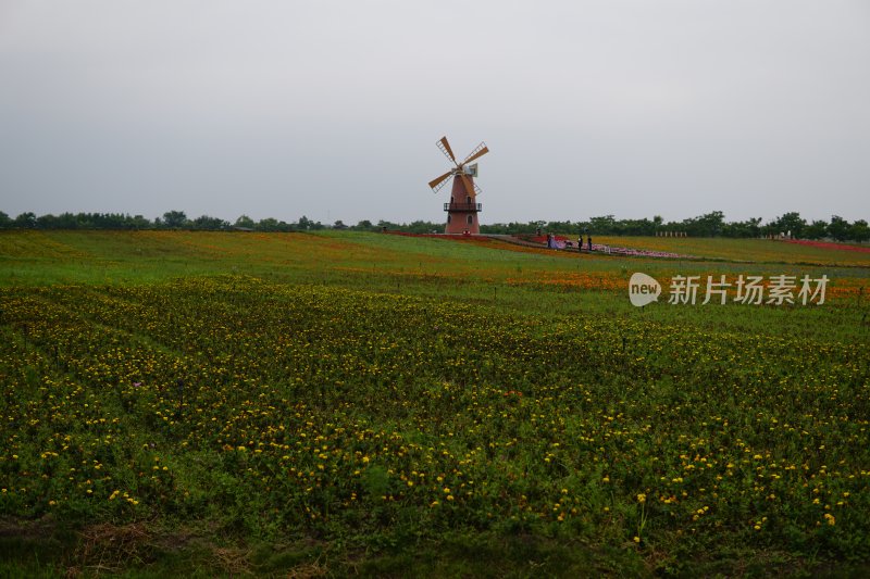 花草 微距摄影 城市风光