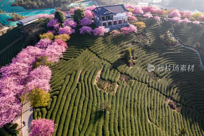 福建龙岩永福台品樱花茶园