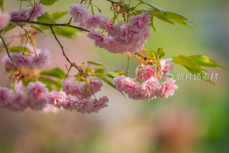 唯美樱花