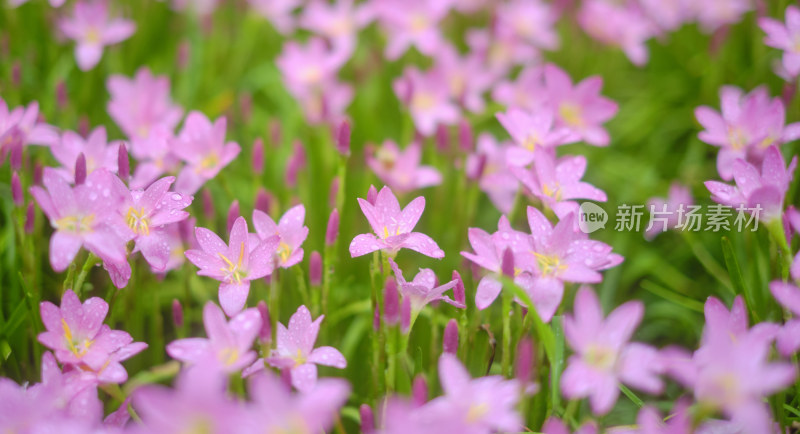 粉色的风雨兰花海