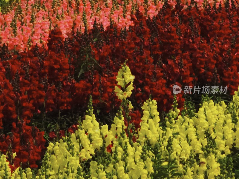 佛山市千灯湖公园金鱼草花海