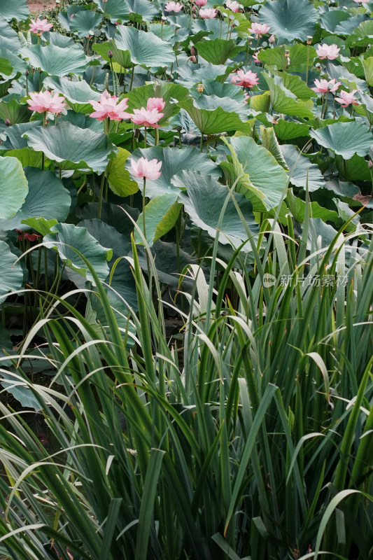 北京圆明园荷花