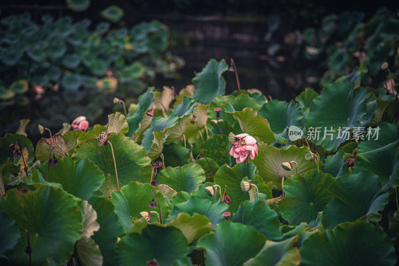 夏天雨后的荷花挂满水珠