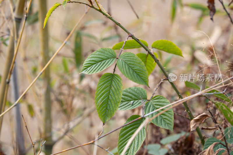 野外生长的带有绿叶的植物枝干