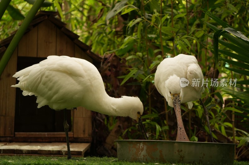 两只白鸟在林中金属盆处觅食