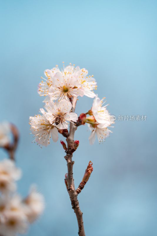 春季盛开的樱花