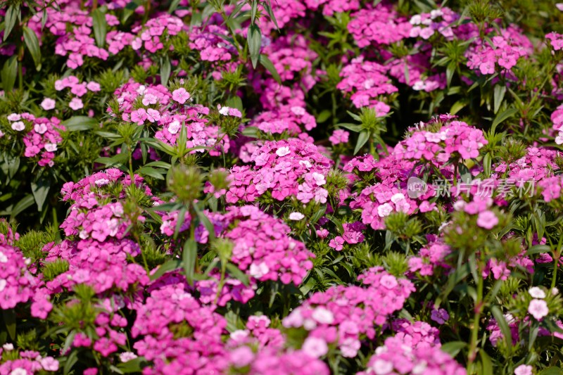 厦门园博苑郁金香花展上的须苞石竹