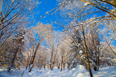 黑龙江 双峰林场 雪乡