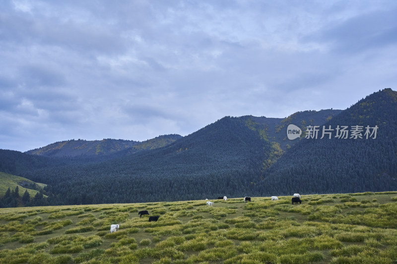 高山草甸的自然风光