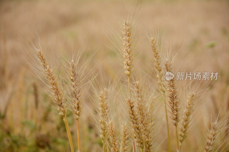 麦田金黄色的麦穗特写