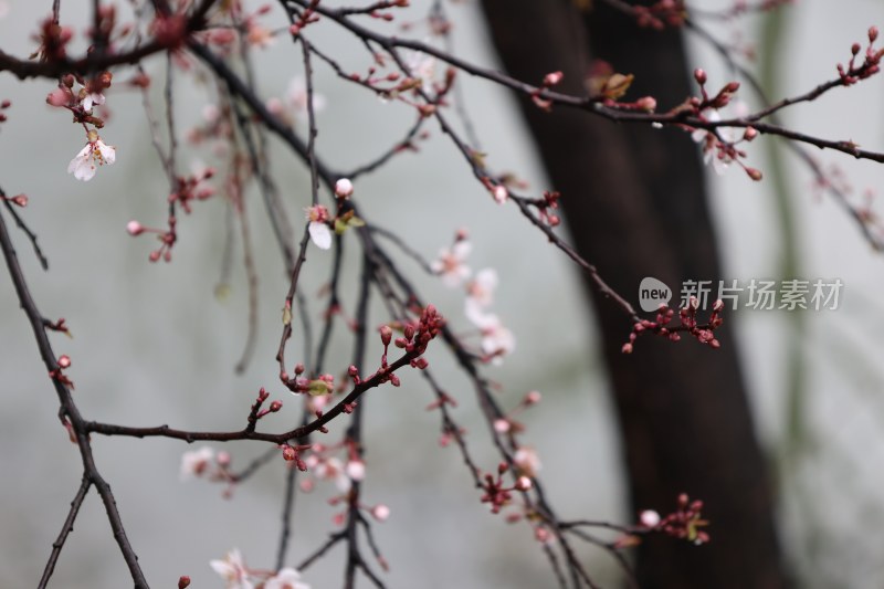 盛开的粉色花枝特写