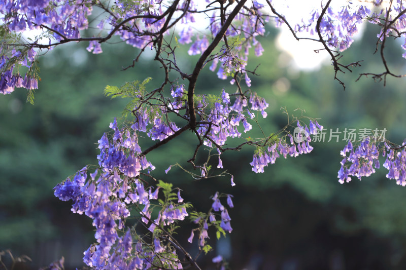 蓝花楹盛开