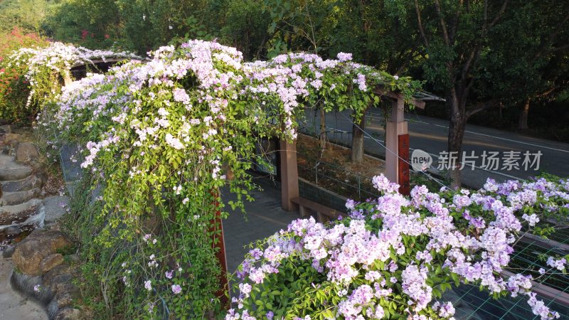 广东东莞：蒜香藤花开