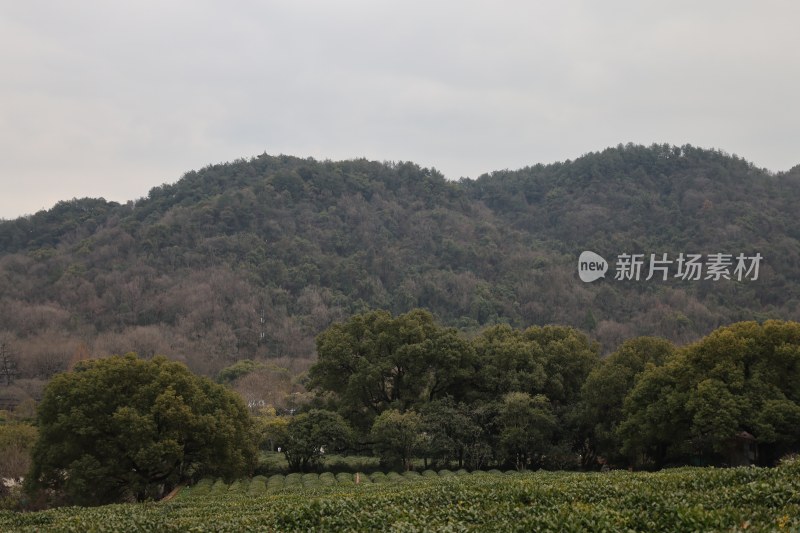 山林间的茶园景致