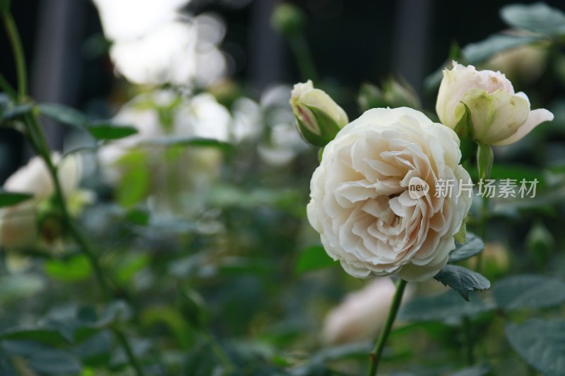 白色月季花 朱丽叶月季 