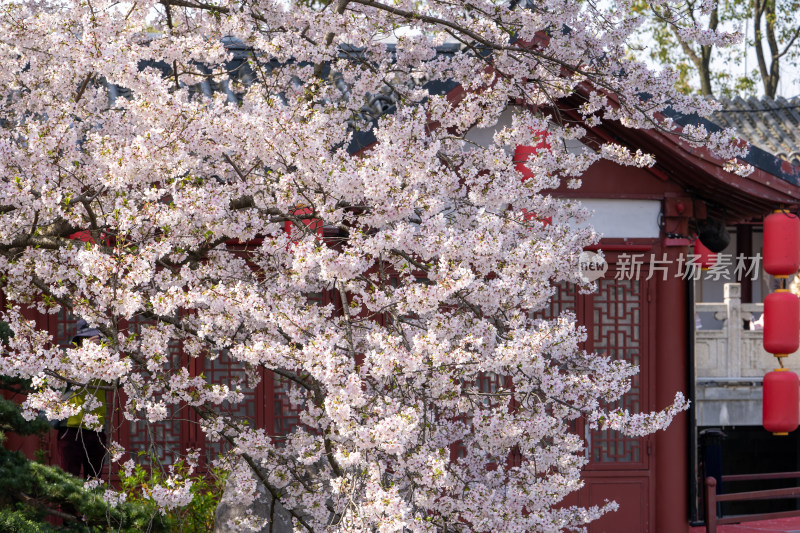 武汉东湖樱花园白色樱花盛开