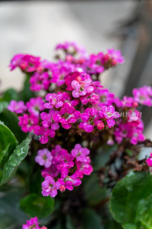 粉红色开花植物长寿花