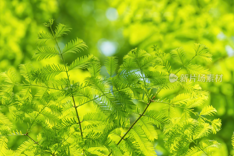 春天水杉绿叶背景