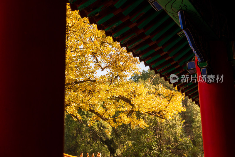 山东济南淌豆寺秋天黄色千年银杏树叶美景