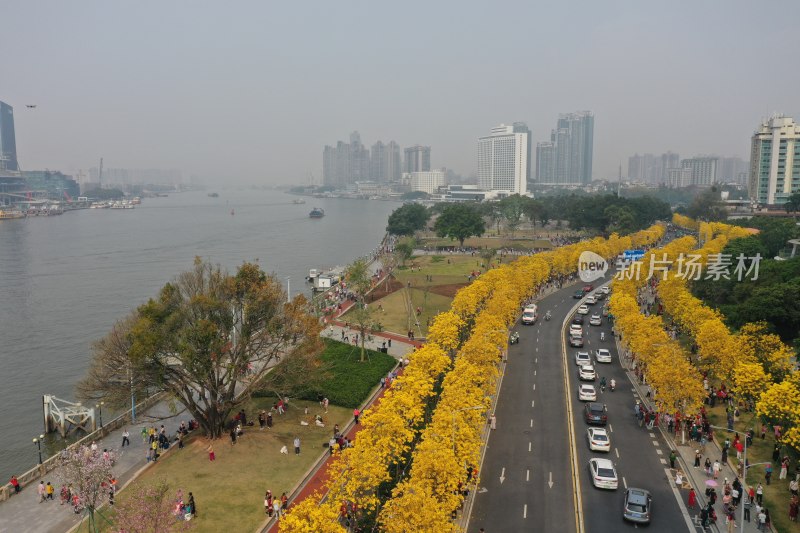 广州黄花风铃盛开市政绿化洲头咀公园航拍