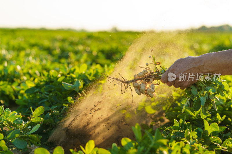 中国东北八月份的花生田