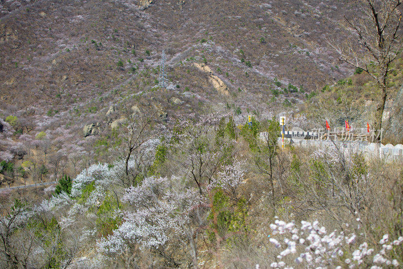 春天北京山里的景色