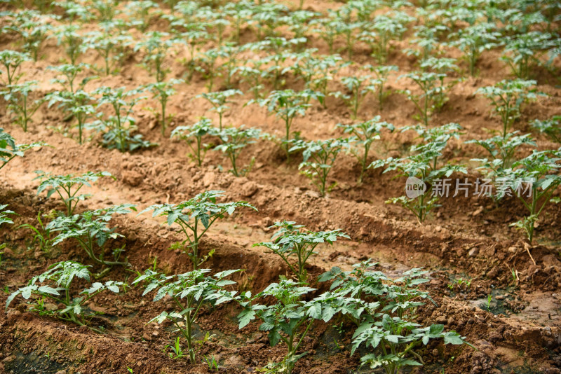 温室大棚蔬菜种植