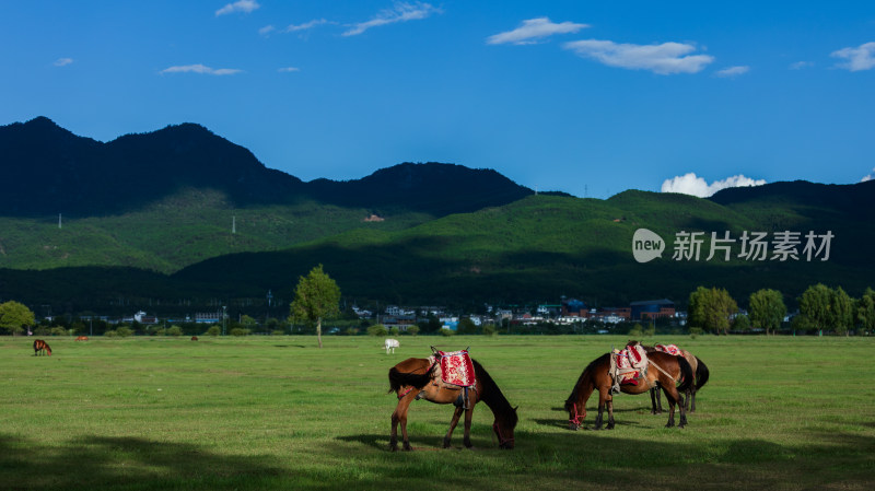 丽江拉市海湿地公园夏天的草地牛羊野鹤飞鸟