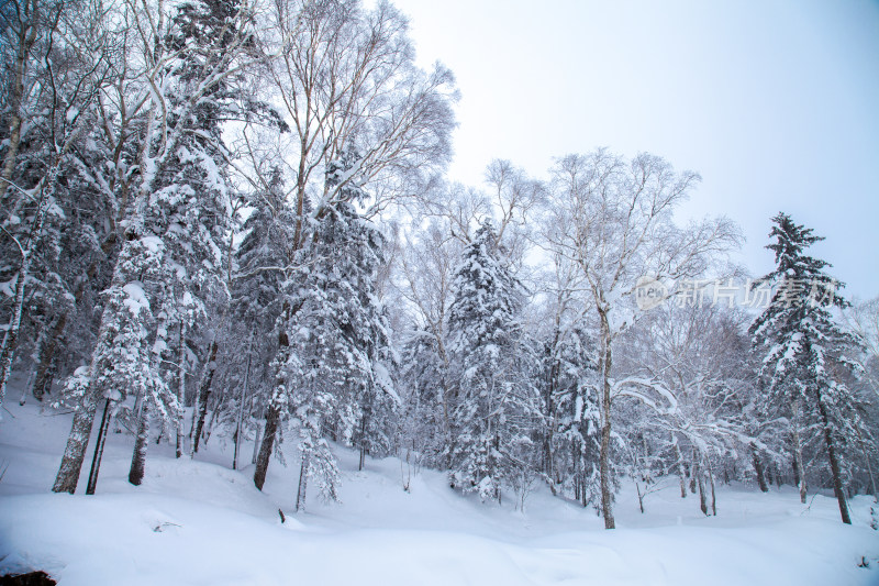 黑龙江 双峰林场 雪乡