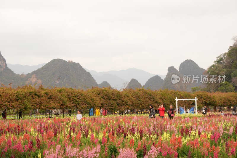 花丛中设景观，远处有山的多彩花田