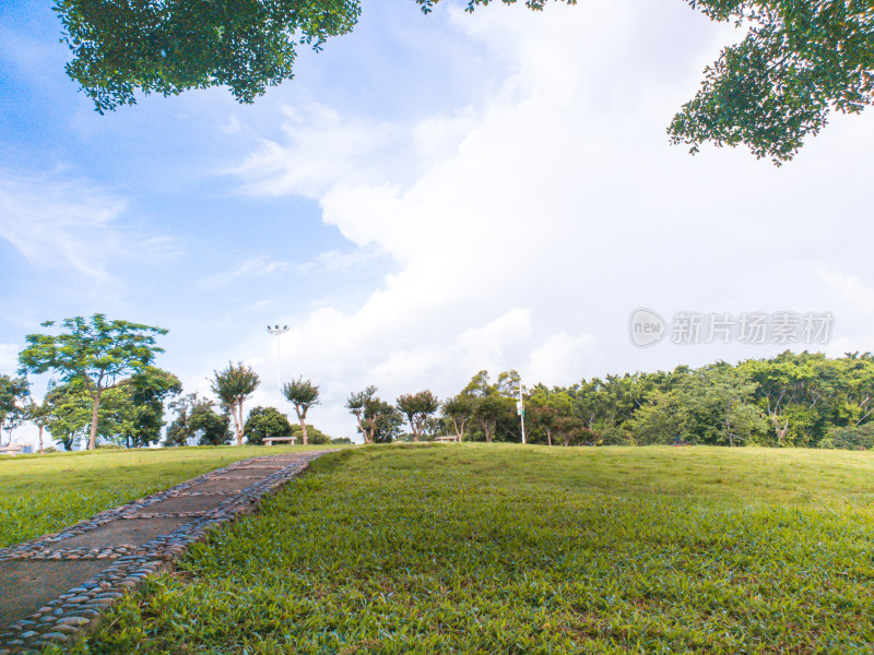 广东省深圳市中山公园树木风景白天风光