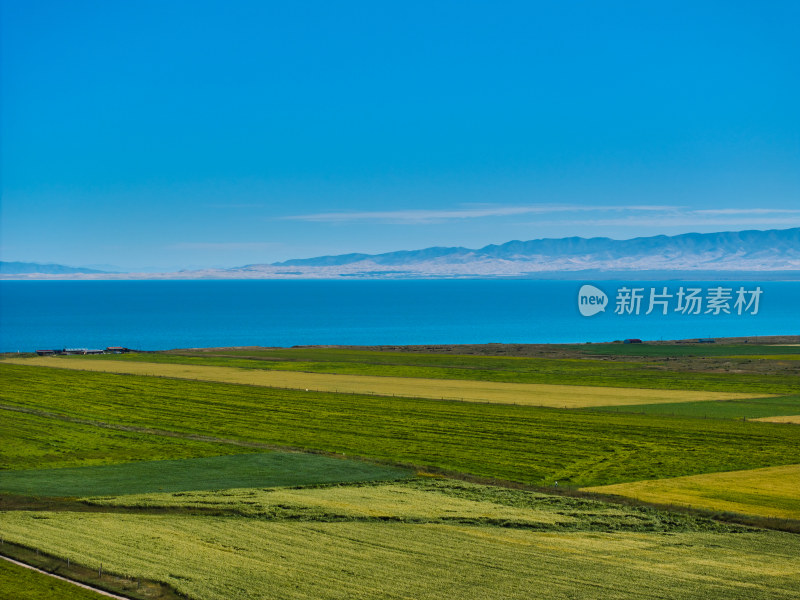 青海湖的油菜花海