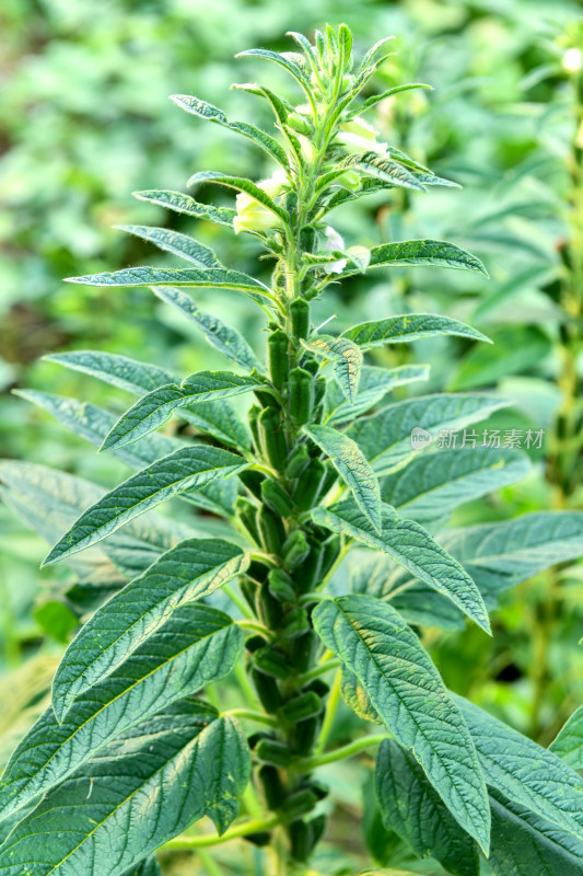 生长中的芝麻，芝麻种植