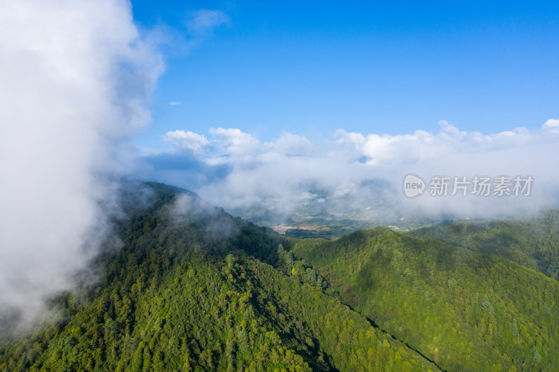 云雾下的绿色森林高山