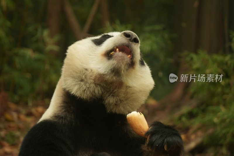 大熊猫萌萌吃竹笋的可爱模样