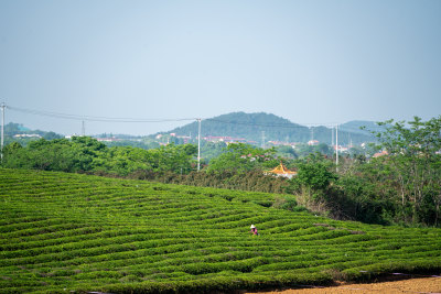 春天茶园采茶