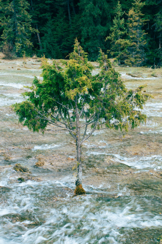 九寨沟珍珠滩流水中的树