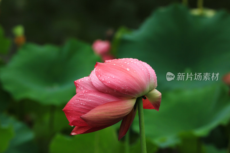 雨水打湿的荷花