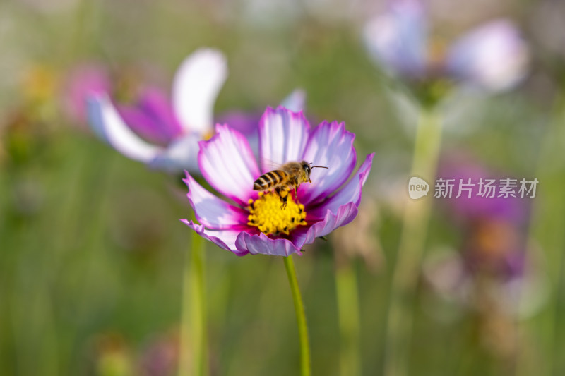 菊花、格桑花