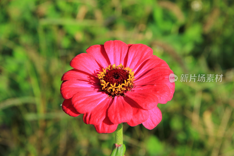 百日菊，天人菊，鲜花素材