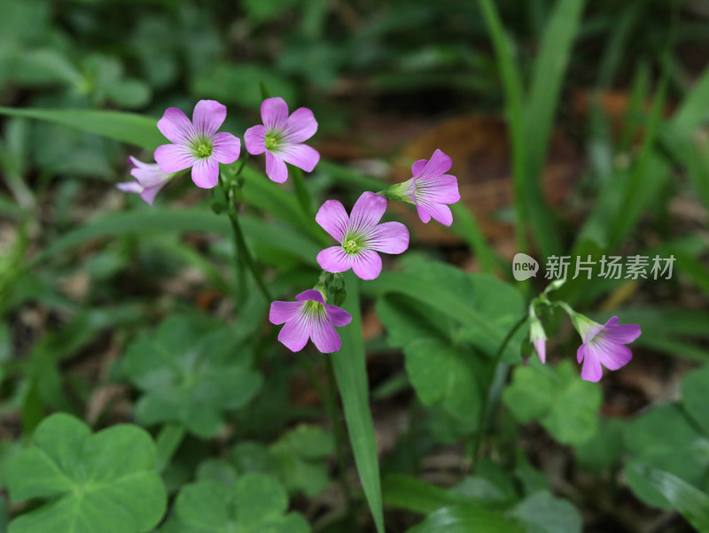 春天绿色的草地和盛开的紫色鲜花的风景