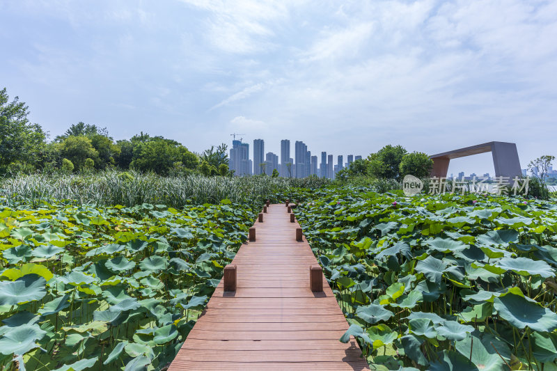 武汉江夏区汤逊湖壹号湿地公园风景